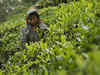 Indian tea still a favourite in Iran