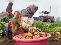 Jind: A farmer harvests potatoes from a field on a cold winter morning in Jind d...