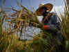 Thai rice farmers shun 'big agribusiness' and fight climate change