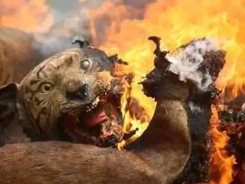 A burning tiger 
