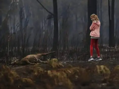 Smoky koala