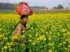 Agri Commodities: Coriander, guar seed, mustard rise in futures trade amid firm demand