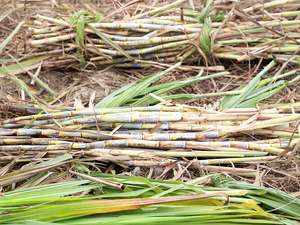 sugarcane