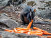 Carrot drops for the starved and stranded wallabies in Australia