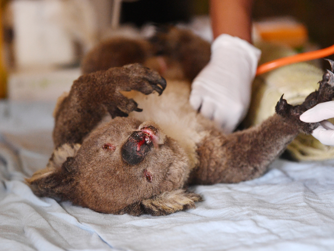 Bushfire crisis: Australia may list koalas as 'endangered' species The Economic Times