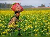 Amritsar: A woman works in a mustard field at a village on the outskirts of Amri...