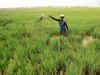 Kharif crops production likely to decline up to 53.3 per cent due to erratic weather