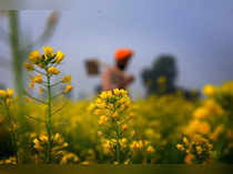 Amritsar: A farmer works at a mustard field, on the outskirts of Amritsar. (PTI ...