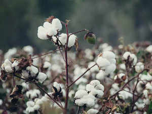 cotton-getty