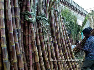 sugarcane-agencies