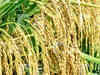 Demand for hybrid seeds surges up in India