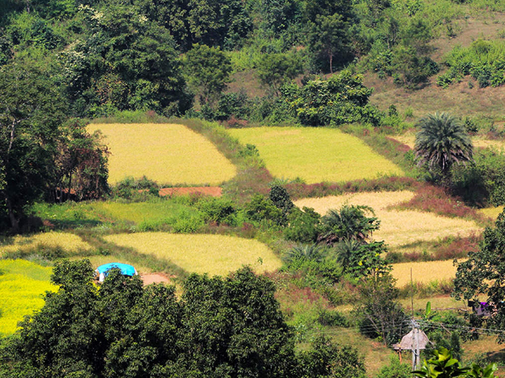 Is it a farm or a forest? Why there’s something to be worried about India’s increasing “green” cover