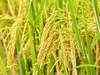 Basmati paddy prices recover on ease in US-Iran tensions