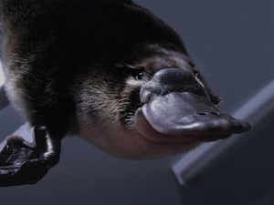 Duck-billed platypus Reuters