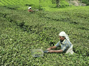 tea