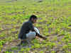 UP cabinet nod to scheme to give financial help to kin of farmers who die working in fields
