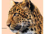 Extinction Watch: Amur Leopard, only 100 in the wild