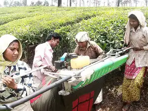TEA---BCCL