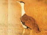 Extinction watch: The great Indian bustard species may vanish & why