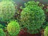 Coronavirus toll reaches 106 in China, India on high alert