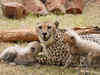 SC allows Centre to bring African cheetah to suitable wildlife habitat in India