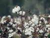 Cotton prices fall in India on China virus scare