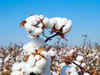 Coronavirus prompts India top cotton trader to stop sales to China