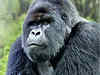 Extinction watch: A song for the Virunga Gorillas