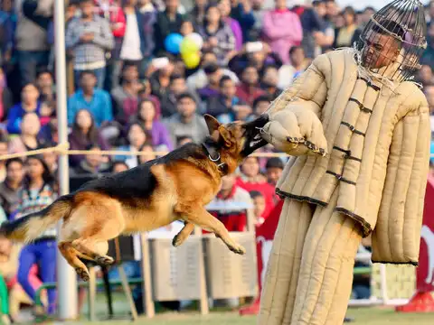 Which breed joins war training?