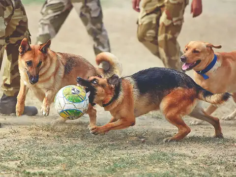 How many animals does Army train?
