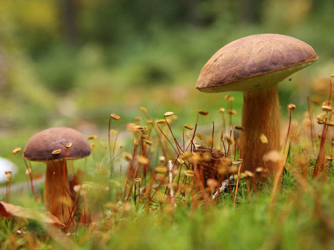 mushrooms_iStock