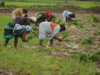 Push for micro-irrigation says Economic Survey