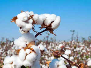 Cotton-Agencies