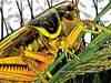 Haryana subsidises pesticides to control locust