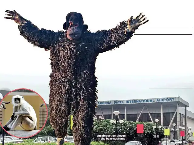 What Are The Other Techniques To Curb Monkey Menace Ahmedabad Employs Bears For Its Airport The Economic Times