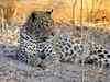 Scientists find 75-90 % decline in Leopard population in India