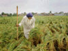 View: Economic Survey & Budget in sync to turn agriculture into a true wealth creator