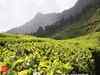 GoI may provide relief to tea gardens from TDS in cash withdrawal