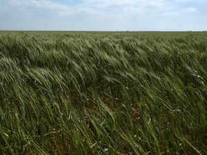 A field of winter wheat is seen near Wakita, Oklahoma, US File Reuters