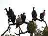 Vulture population down from 4 cr to 4 lakh in 3 decades