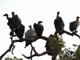 Vulture population down from 4 cr to 4 lakh in 3 decades