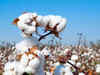 Coronavirus hurts cotton, yarn and rajma trade