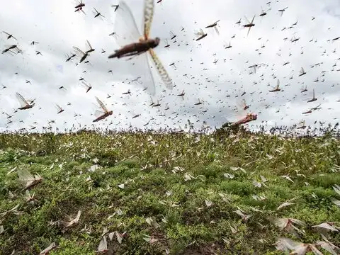 ​Outbreak could turn into a plague, if not checked
