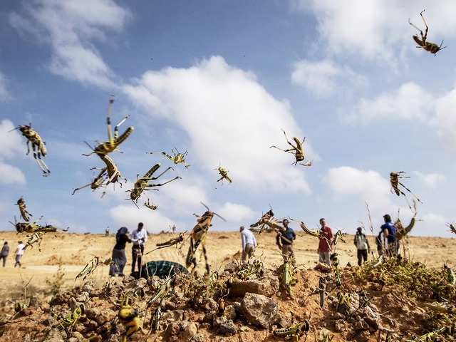 ​Locust infested crop amid severe food shortage