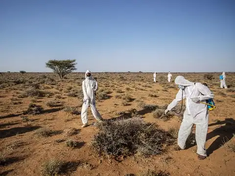 ​Lurking locusts and the menace​