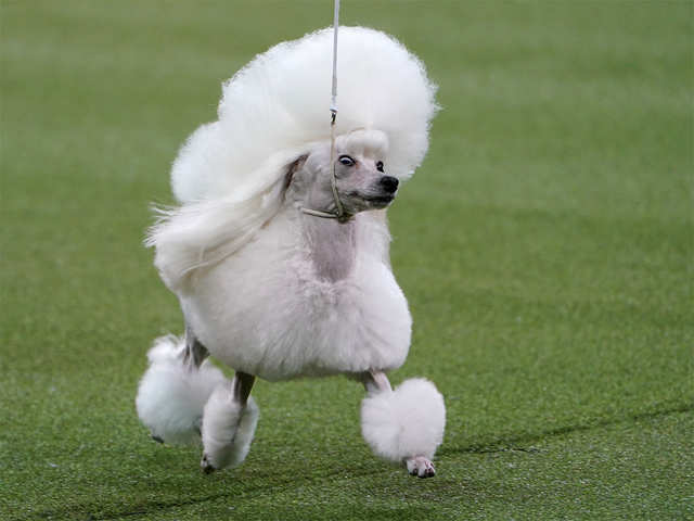 Poodle perfection