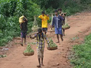 andhra-tribals-bccl