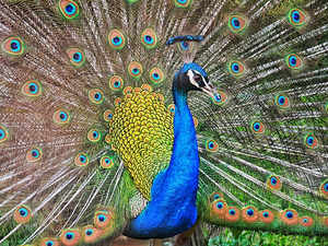 Peacock-wiki