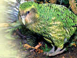 Extinction watch: A boom, a ching, is a Kakapo’s thing