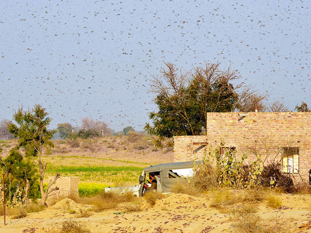 How cyclones led to locust attacks that cost India INR100 crore, and why the worst is yet to come